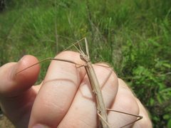 Pachymorpha simplicipes