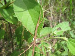 Pachymorpha simplicipes