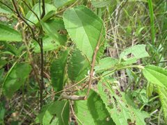 Pachymorpha simplicipes