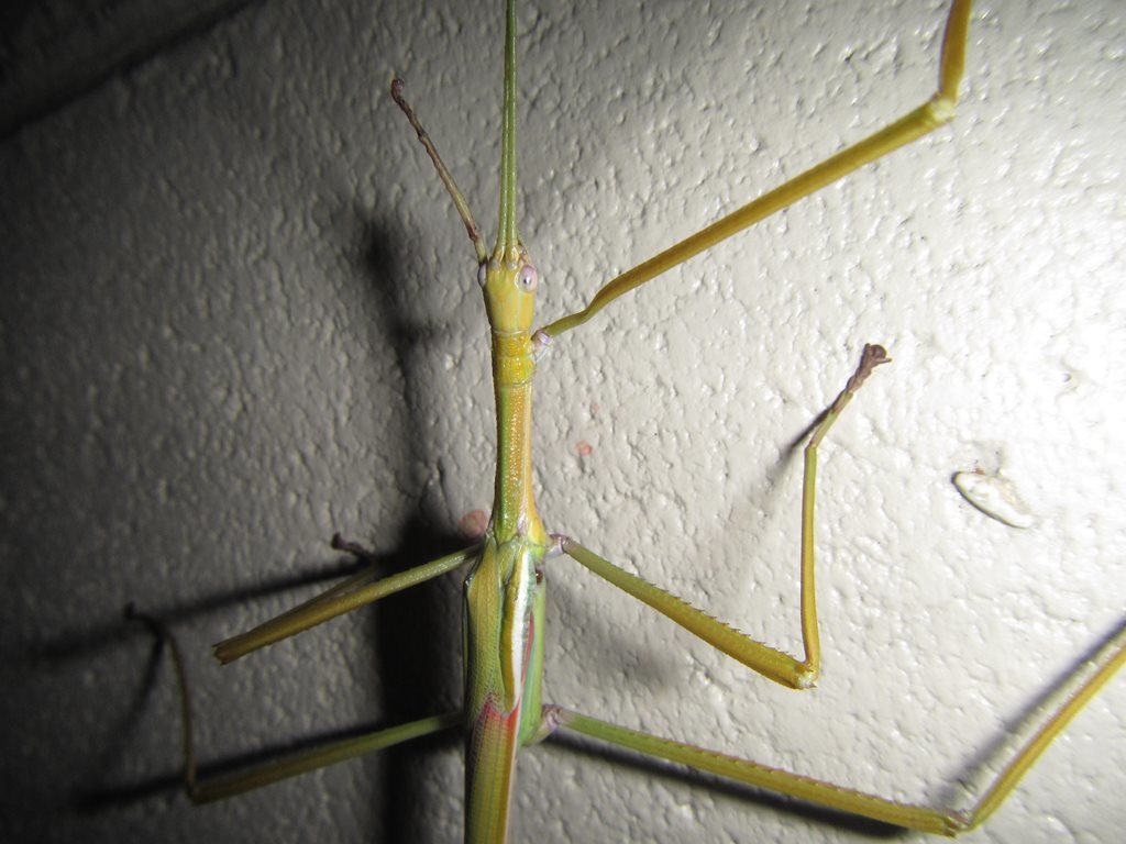 Graceful Insects Sjöstedt's Graceful Stick Insect from 1 James Cook Dr, Douglas QLD 4814 ...