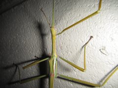 Tropidoderus gracilifemur