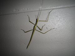 Tropidoderus gracilifemur