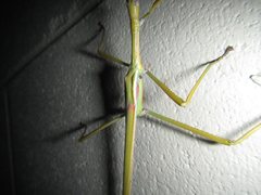 Tropidoderus gracilifemur