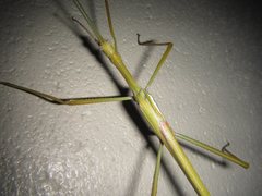 Tropidoderus gracilifemur