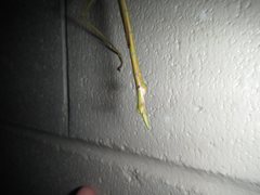 Tropidoderus gracilifemur