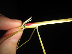 Tropidoderus gracilifemur