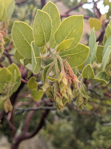 Image of Arctostaphylos catalinae by (c) Aaron Kreisberg, some rights reserved (CC BY)