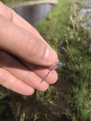 Coenagrion interrogatum