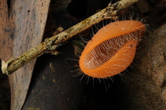 Cookeina sinensis