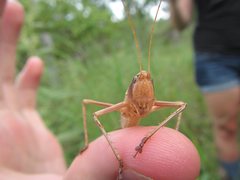 Antipodectes monteithi