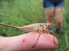 Antipodectes monteithi