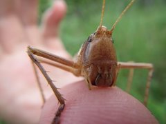 Antipodectes monteithi