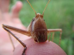 Antipodectes monteithi