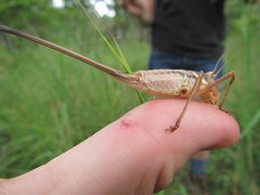 Antipodectes monteithi