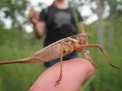 Antipodectes monteithi