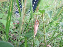 Antipodectes monteithi