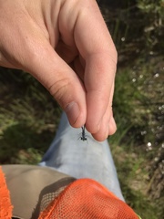 Coenagrion interrogatum