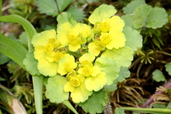 Chrysosplenium