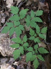Actaea pachypoda