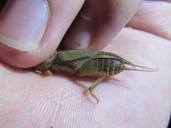 Gryllotalpa monanka