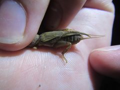Gryllotalpa monanka