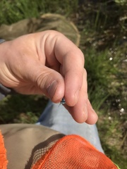 Coenagrion interrogatum