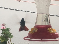 Saucerottia beryllina