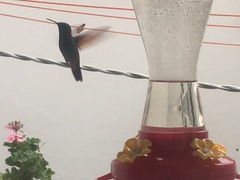 Saucerottia beryllina