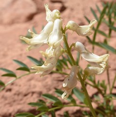 Astragalus praelongus
