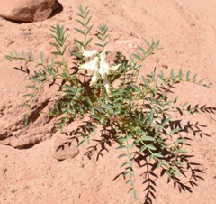 Astragalus praelongus