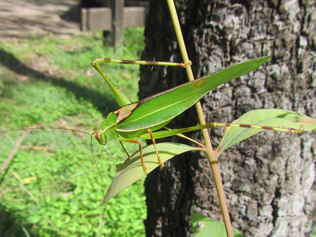 Caedicia pictipes