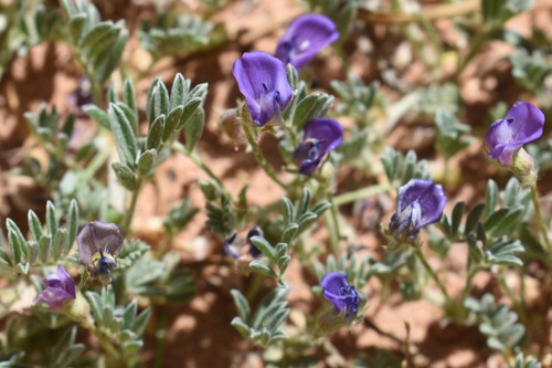 Image of Astragalus sesquiflorus by (c) zookanthos, some rights reserved (CC BY)