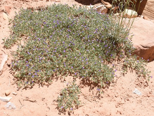 Image of Astragalus sesquiflorus by (c) zookanthos, some rights reserved (CC BY)