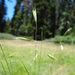 Danthonia californica - Photo (c) Belinda Lo,  זכויות יוצרים חלקיות (CC BY-NC-SA)