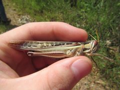 Austracris guttulosa