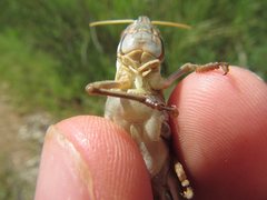 Austracris guttulosa