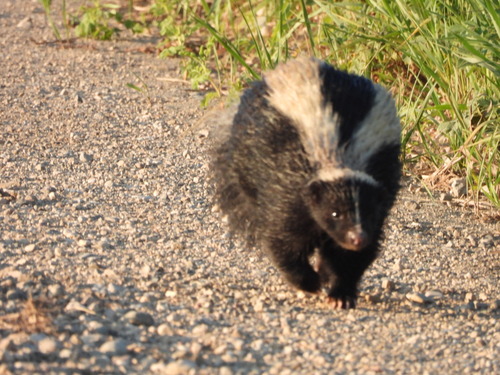 Striped Skunk