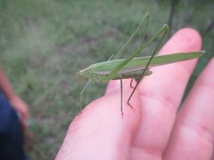 Polichne angustiloba