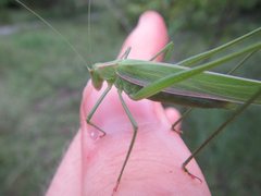 Polichne angustiloba