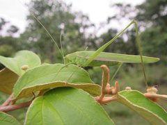 Polichne angustiloba