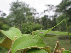 Polichne angustiloba