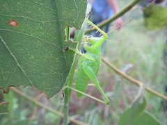 Hexacentrus mundurra