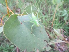 Hexacentrus mundurra