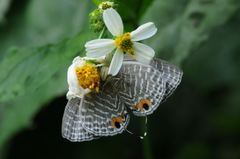 Jamides alecto dromicus