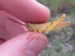 Adlappa erythroptera