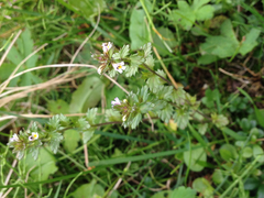 Euphrasia wettsteinii