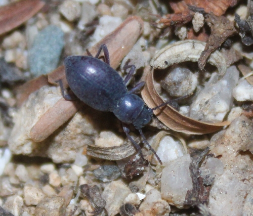 Triorophus laevis