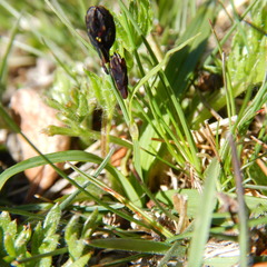 Carex microchaeta