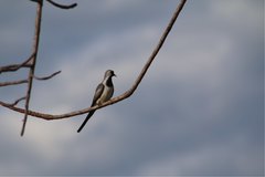 Oena capensis aliena