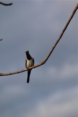 Oena capensis aliena